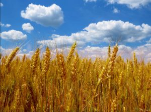 As Functional medicine expert , I have been encountering more and more patients suffering from some or the other form of Autoimmune disorder.