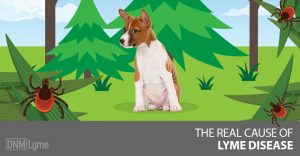 Freedom Age - Lyme disease, Mysterious Epidemic