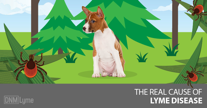 Lyme disease, Mysterious Epidemic