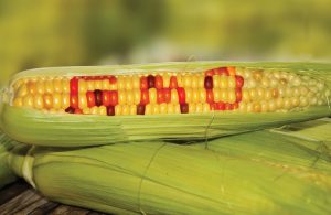 GMO Crops and their link to Autoimmunity - Freedom Age