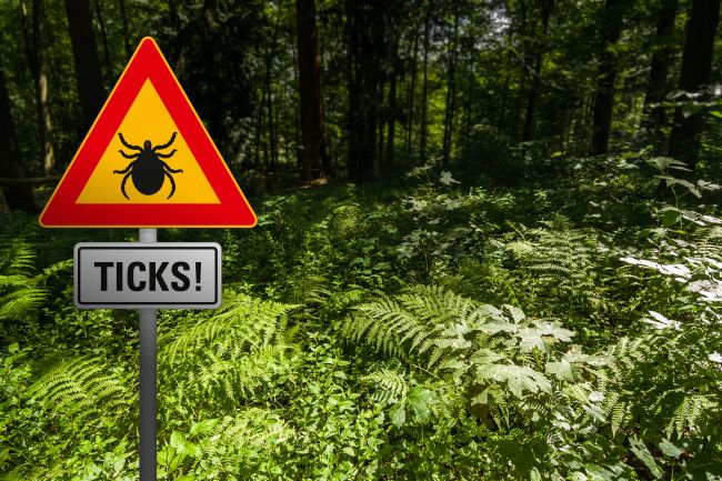 Lyme disease and its relation with autoimmune diseases